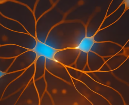 Axavive axon connections