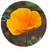 Beyond Nerve Relief California Poppy