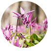 Beyond Nerve Relief Corydalis Yanhusuo