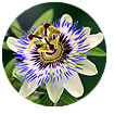 Beyond Nerve Relief Passionflower