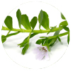 MemoShield -Bacopa Monnieri