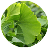 MemoShield - Ginkgo Biloba
