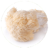 MemoShield - Lion's Mane Mushroom