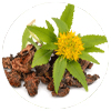 MemoShield - Rhodiola Rosea Extract