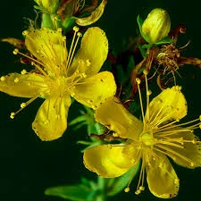 Neuro Sharp Bacopa-Monnieri