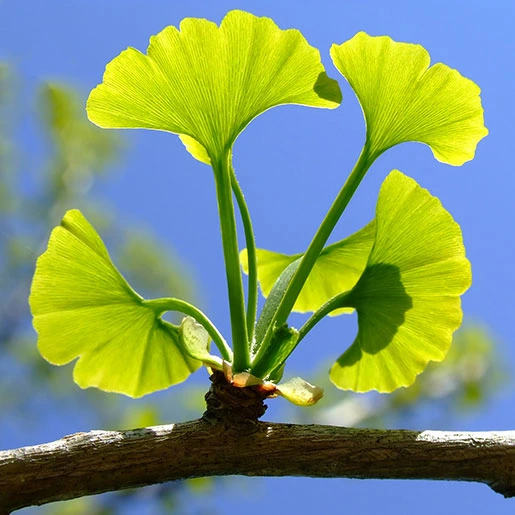 Neuro Sharp Ginkgo-Biloba-Leaf