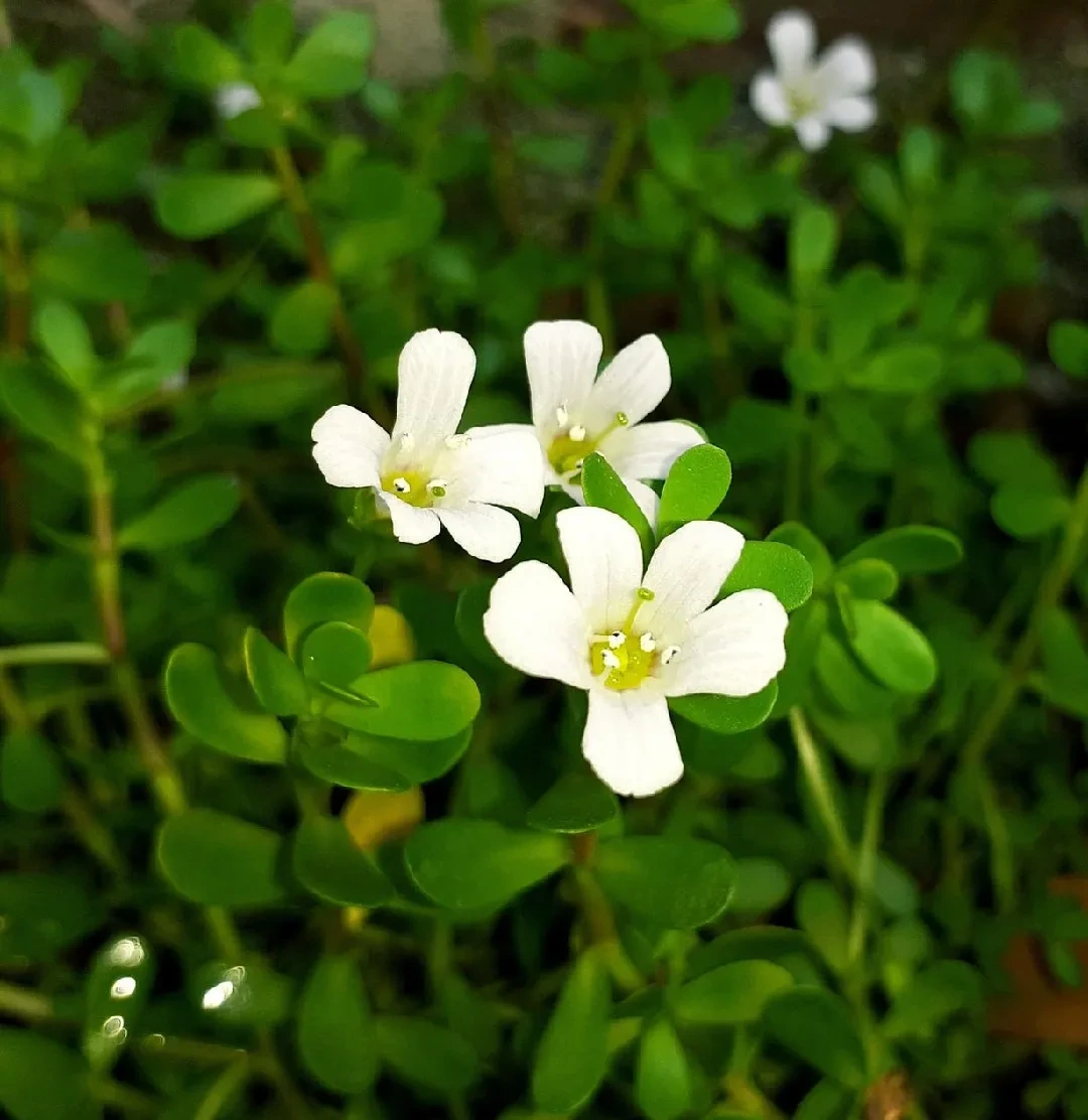 Neuro Sharp St.-Johns-Wort-Extract