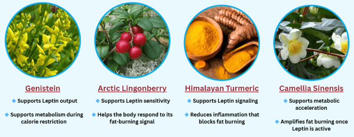 Venus Factor Supplement Ingredients