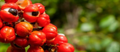 Vittaburn Ingredient 4