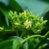 Gymnema. Sylvestre